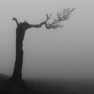 Baum...... Heike Wackermann